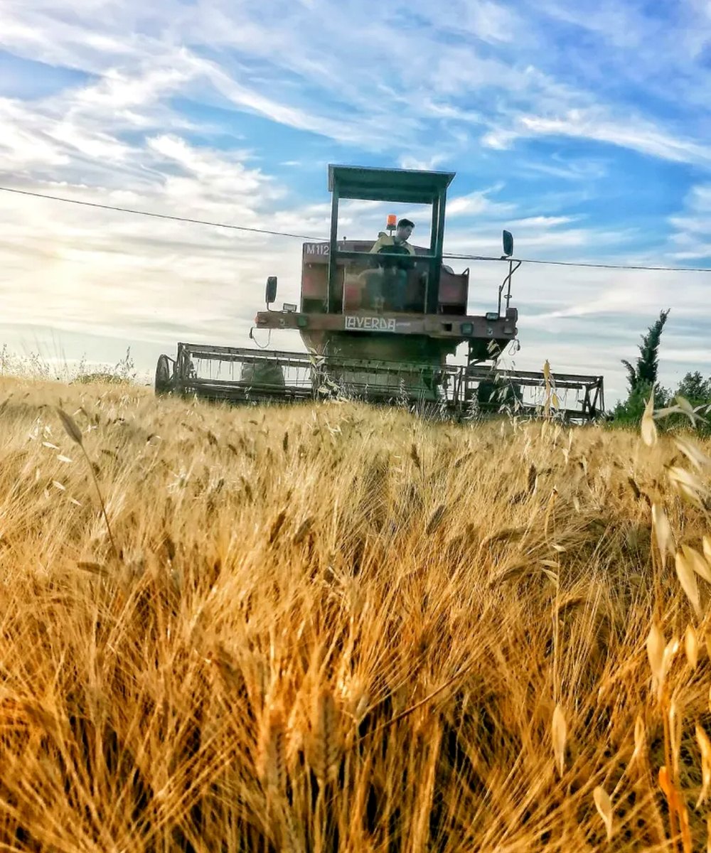 Raccolta dei cereali nei campi dell’azienda